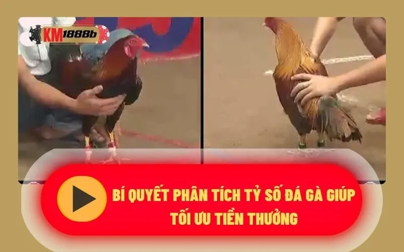 Bí quyết phân tích tỷ số đá gà giúp tối ưu tiền thưởng