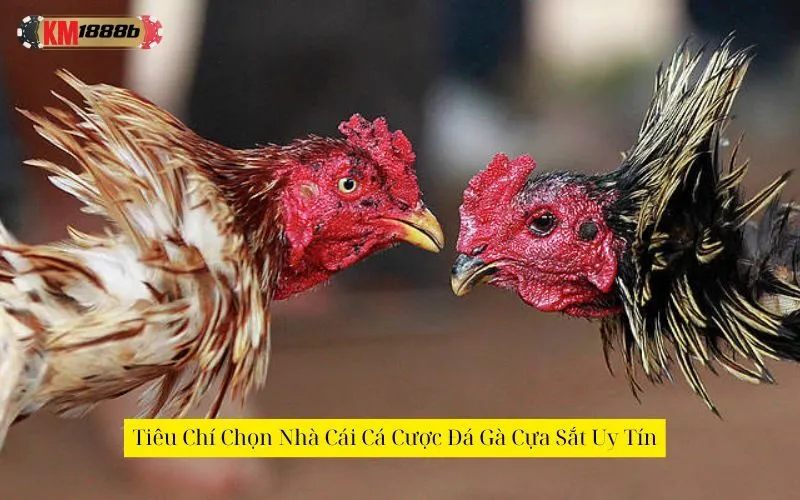 Tiêu Chí Chọn Nhà Cái Cá Cược Đá Gà Cựa Sắt Uy Tín