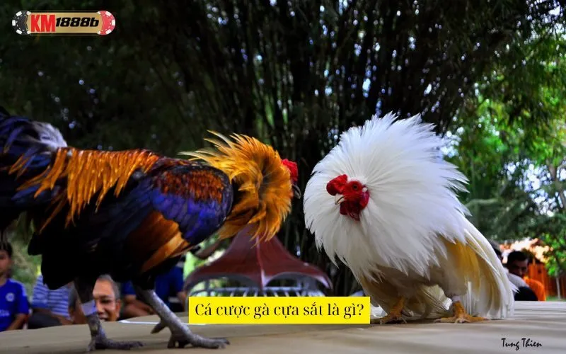 Cá cược gà cựa sắt là gì?