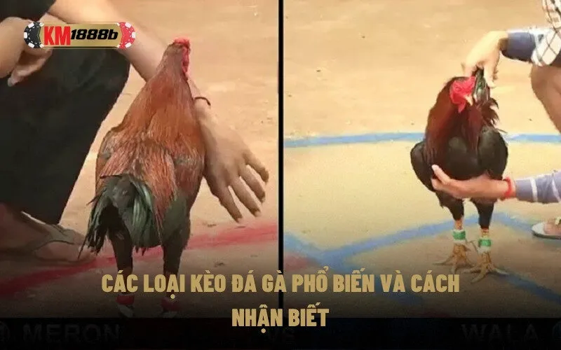 Các loại kèo đá gà phổ biến và cách nhận biết