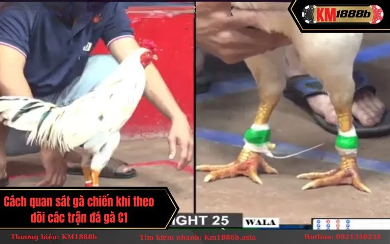 Cách quan sát gà chiến khi theo dõi các trận đá gà C1