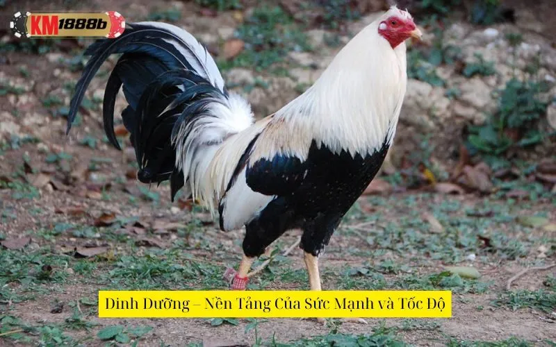 Dinh Dưỡng – Nền Tảng Của Sức Mạnh và Tốc Độ