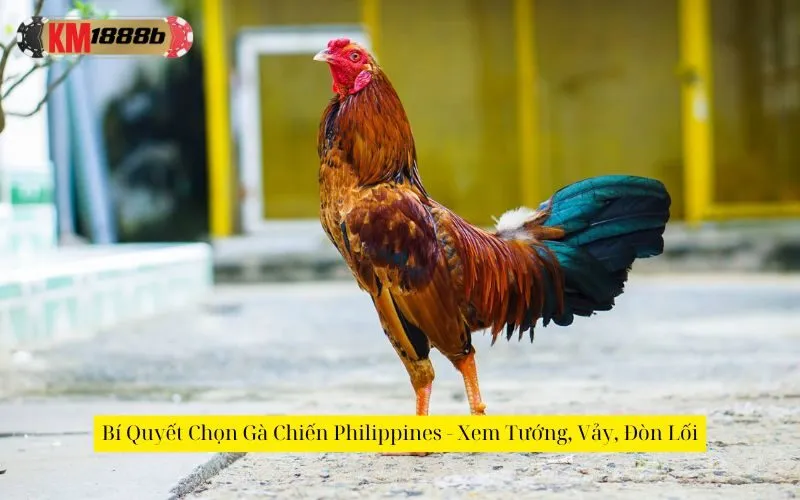 Bí Quyết Chọn Gà Chiến Philippines - Xem Tướng, Vảy, Đòn Lối