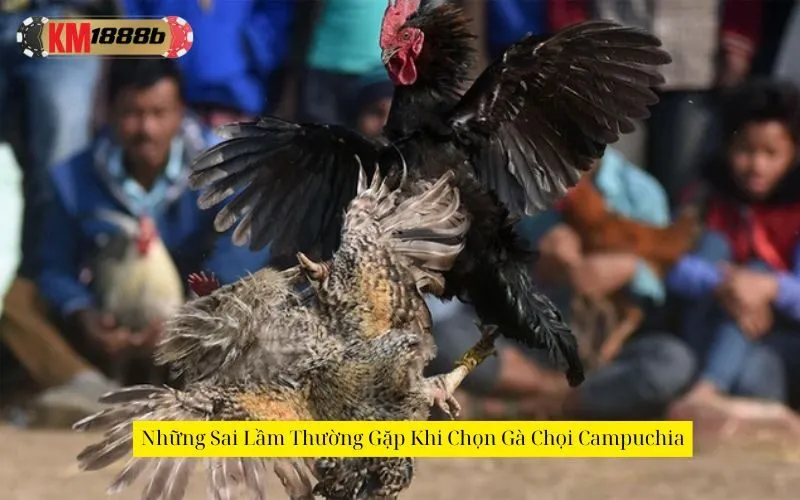 Những Sai Lầm Thường Gặp Khi Chọn Gà Chọi Campuchia
