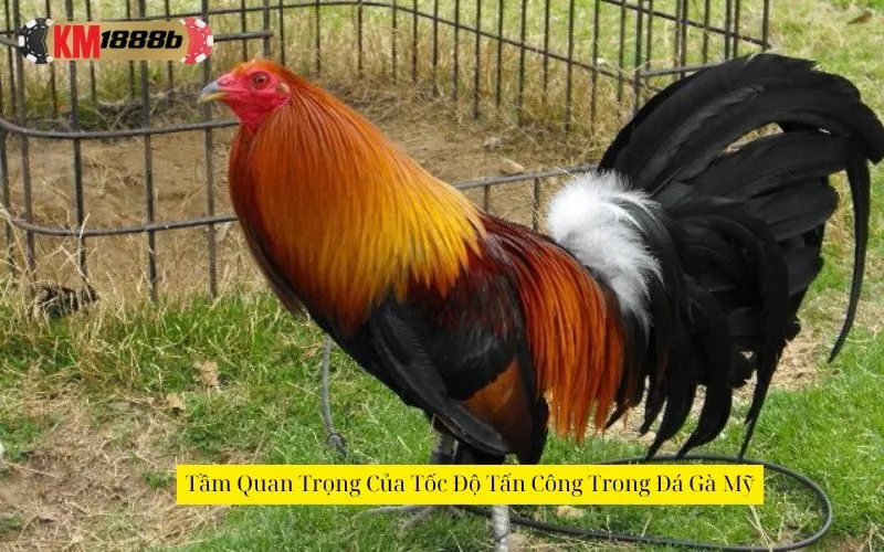 Tầm Quan Trọng Của Tốc Độ Tấn Công Trong Đá Gà Mỹ
