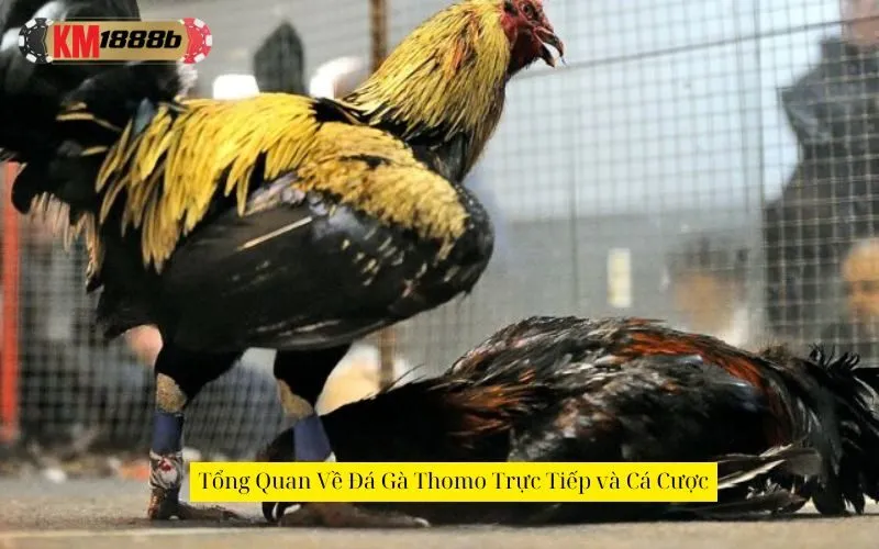 Tổng Quan Về Đá Gà Thomo Trực Tiếp và Cá Cược