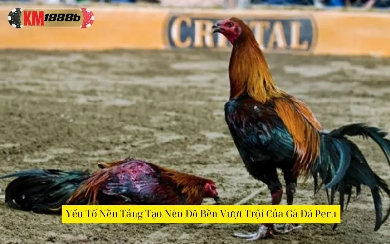 Yếu Tố Nền Tảng Tạo Nên Độ Bền Vượt Trội Của Gà Đá Peru