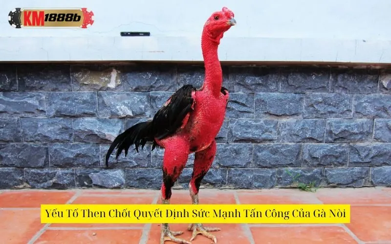 Yếu Tố Then Chốt Quyết Định Sức Mạnh Tấn Công Của Gà Nòi
