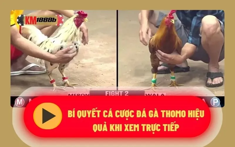 Bí quyết cá cược đá gà Thomo hiệu quả khi xem trực tiếp